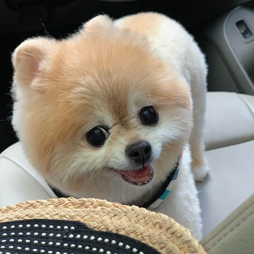 Ella Chuffyさんのインスタグラム写真 - (Ella ChuffyInstagram)「Like my new hair cut??? 🐡🦁 . . . . . . . . . #ellachuffy #pet #petstagram #pomeranianpage #pomeraniansofinstagram #teacuppoms #cutedogs #pomeranian_lovers #pomeranianlife #pomeranianworld #teddybeardog #pomeranian #puppylove #aplacetolovedogs #dogoftheday #justpomeranians #fluffypack #dogoftheday #anmlsposts #thedailypompom #picoftheday #iflmdog #犬 #狗 #everydaydoglover  #pomeranianww #justpomeranians #bridgetdoodlesdogs #pomeranian_moments」6月6日 15時52分 - missdiad