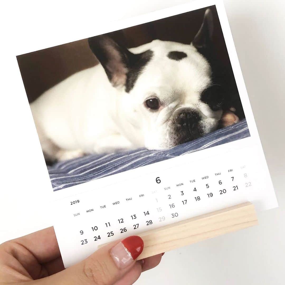 進藤やす子さんのインスタグラム写真 - (進藤やす子Instagram)「今月のなっちゃん🐼🌈も、暴力的な可愛さです。 . . #棗日記 #なっちゃん🐼 #思い出なっちゃん🐼 #かわいすぎ #保護犬出身 #保護犬カフェ卒業生  #もう一度 #抱っこしたい」6月6日 14時28分 - yasukoshindo