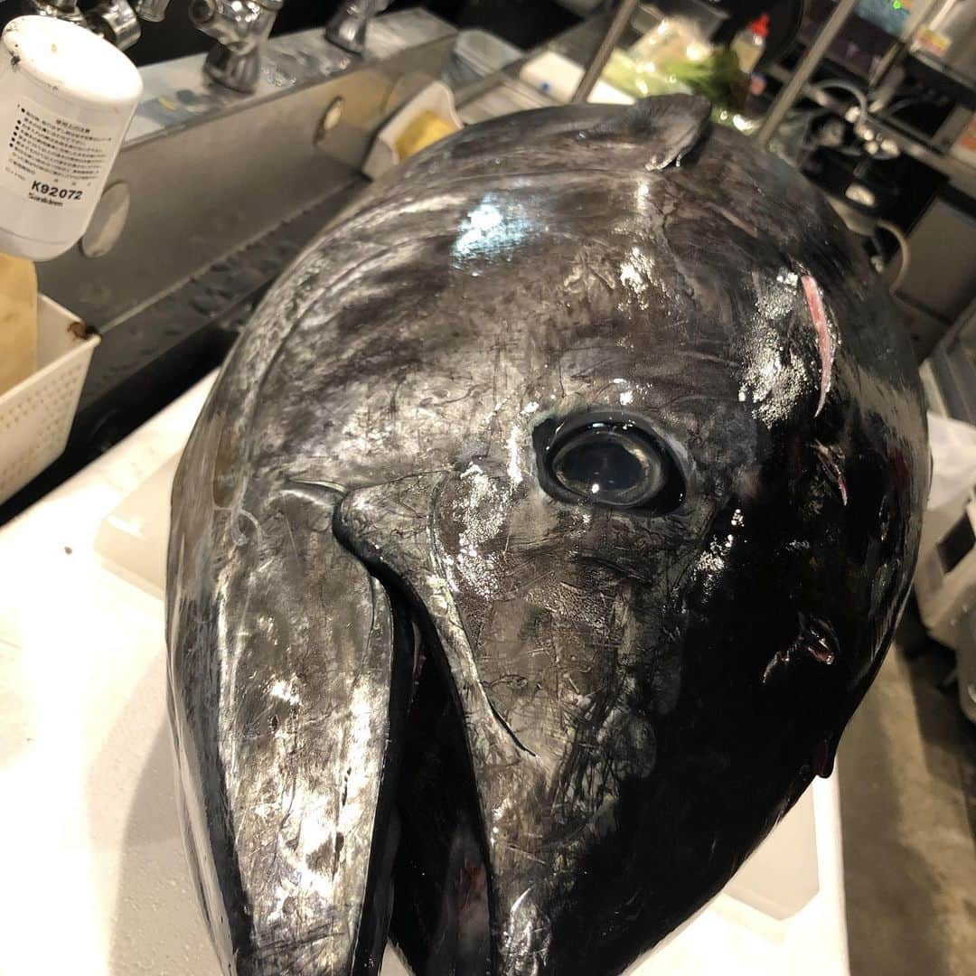 魚鉄 明石店のインスタグラム：「長崎県鷹島産生鮮 黒鮪 42.2kg #居酒屋#魚の棚#まぐろ#本鮪#海鮮#明石#ウニ#雲丹#魚鉄＃ウニしゃぶ#ビール好き#おしゃれな店#個室#カウンター#刺身#明石で美味い店#生牡蠣」