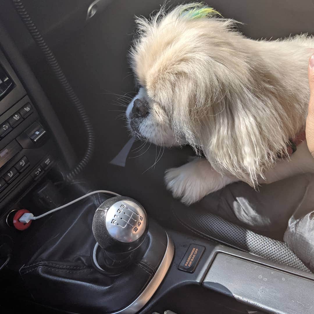 ハーマン・リさんのインスタグラム写真 - (ハーマン・リInstagram)「Have you ever driven with dog cookies in your pocket? Don't do it with Sinbad in the car! Tag post with your favourite #dogsofinstagram and #car . . #rescuedog #pekingese #blinddog #porsche #porsche911」6月6日 15時00分 - hermanli