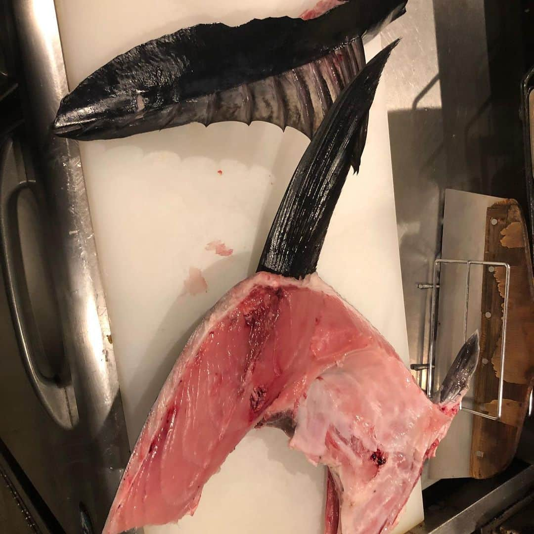 魚鉄 明石店さんのインスタグラム写真 - (魚鉄 明石店Instagram)「トロかま焼いたら、お肉みたいに ジューシィー🤤 #居酒屋#魚の棚#まぐろ#本鮪#海鮮#明石#ウニ#雲丹#魚鉄＃ウニしゃぶ#ビール好き#おしゃれな店#個室#カウンター#刺身#明石で美味い店#生牡蠣」6月6日 15時10分 - uotetsu_akashi