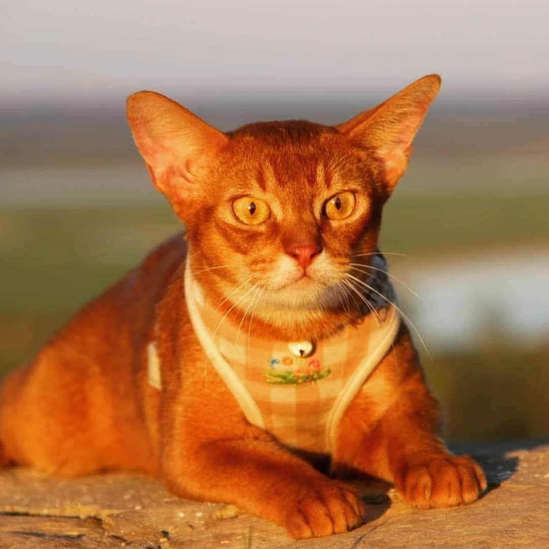 CatStockerさんのインスタグラム写真 - (CatStockerInstagram)「Hello! #catstocker is here!  Follow our FURRriend @shafrancat.ru  Scroll right for more pictures 👉 . . . . .  #cat #neko #mačka #chat #kočka #котка #kotek #kot #кіт #mače #кошка #кот #katze #gato #gatto #kissa #kattunge #猫 #고양이 #貓 #kedi #köttur #kissanpentu #חתול #кішка #kedicik #кошеня #gattino #子猫」6月6日 15時30分 - catstocker