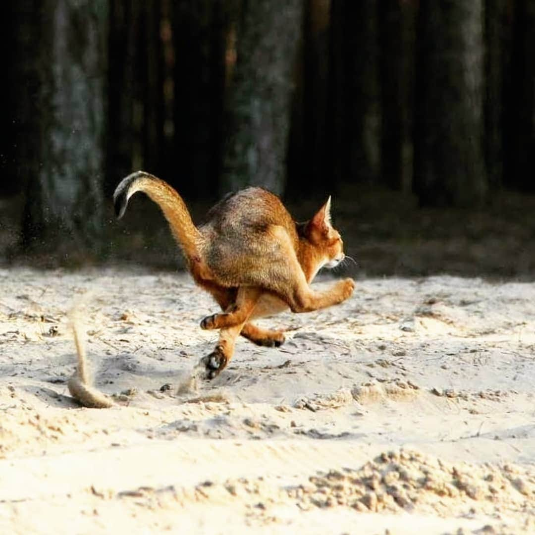 CatStockerさんのインスタグラム写真 - (CatStockerInstagram)「Hello! #catstocker is here!  Follow our FURRriend @shafrancat.ru  Scroll right for more pictures 👉 . . . . .  #cat #neko #mačka #chat #kočka #котка #kotek #kot #кіт #mače #кошка #кот #katze #gato #gatto #kissa #kattunge #猫 #고양이 #貓 #kedi #köttur #kissanpentu #חתול #кішка #kedicik #кошеня #gattino #子猫」6月6日 15時30分 - catstocker