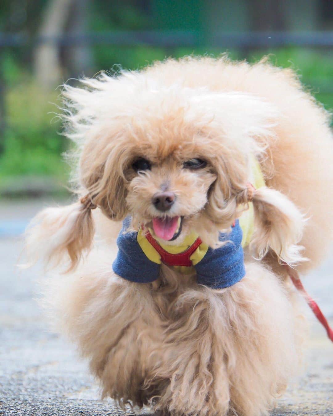 Toypoodle Mikuru?Asakusa Tokyoのインスタグラム：「20190606 Thursday. Good morning! Friends 💕 たのしいね☺️ よかったね😌 . 何にも知らないみくるちゃん。 いや、 本当は全部知ってるのかも... . #ボサボサ全開 #久々のウォーキング動画 #傷口が腫れていた😰 .  #toypoodle#poodle#poodle_playoffs#みくるん#トイプードル#プードル#タイニープードル#pressblog#ふわもこ部#犬バカ部#ワンコなしでは生きて行けません会#貴婦狗 #東京トイプードル #いぬすたぐらむ#asknowasdewan#poodlesofinstagram#dogsofinstagram#instadog#dog#igersjp#todayswanko#east_dog_japan#inutokyo#cutedog#purapurafamily @i.am.mikuru #토이푸들 #浅草」