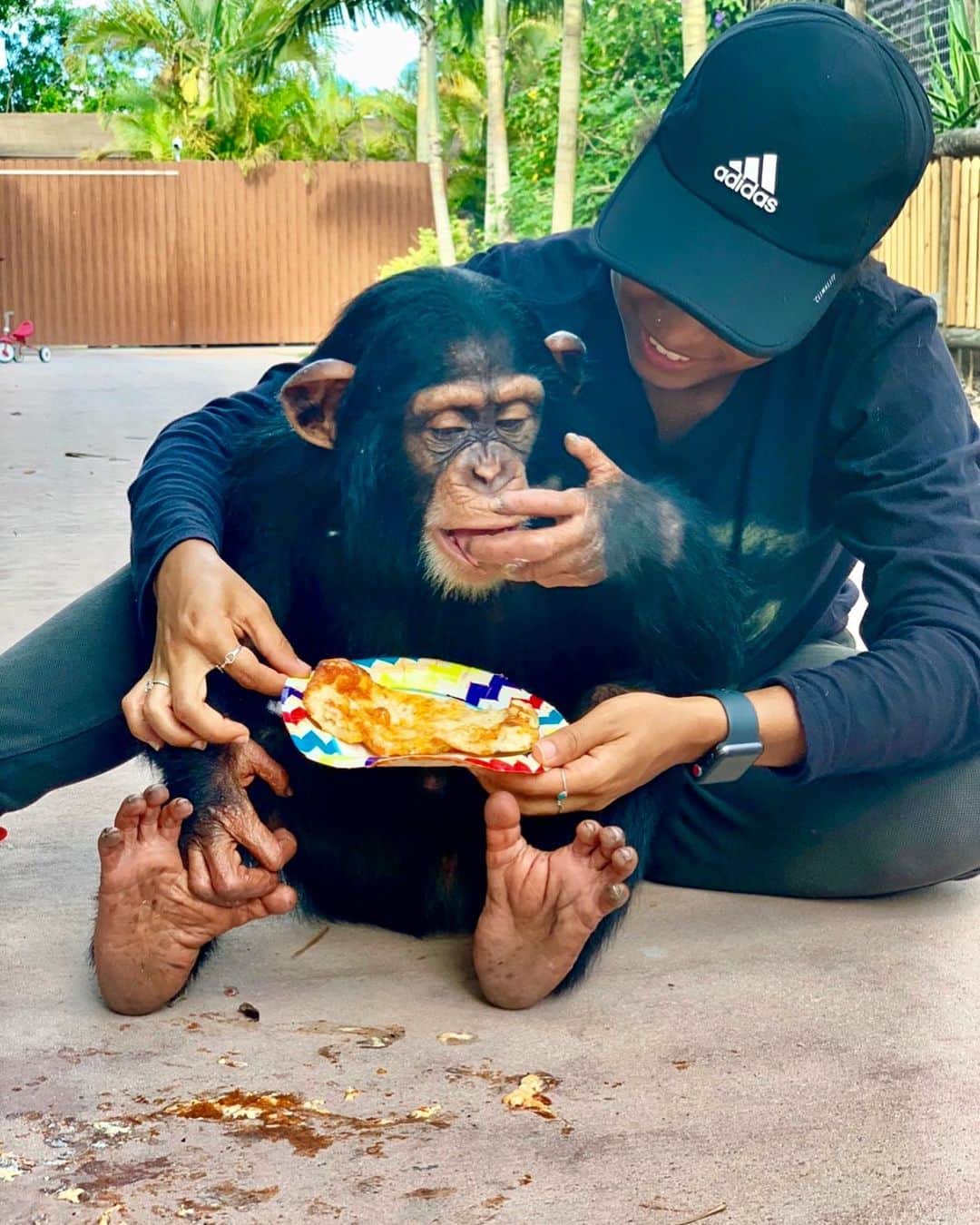 Zoological Wildlife Foundationさんのインスタグラム写真 - (Zoological Wildlife FoundationInstagram)「Limbani sharing his vegan pizza with one of our zookeepers 💙 Tag a friend . #chimpanzee #chimp #enrichment #criticallyendangered #zwfmiami #zwf」6月6日 7時26分 - zwfmiami