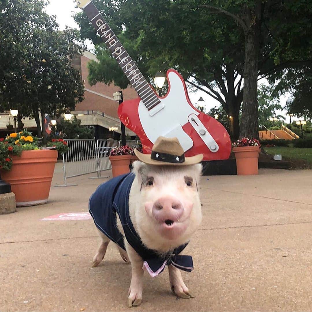 Priscilla and Poppletonさんのインスタグラム写真 - (Priscilla and PoppletonInstagram)「I got a cute opening act for all you ladies! Luke Bryan doesn’t have anything on Silly Pop!🐷🤠#grandoleopry #nashville #countrymusic #cmafest #SillyPop #PrissyandPop」6月6日 7時26分 - prissy_pig