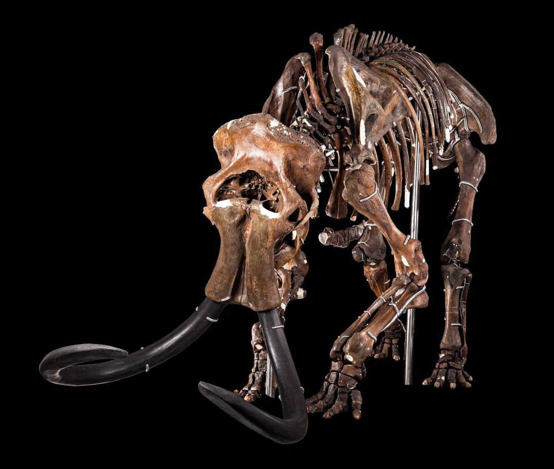 スミソニアン博物館さんのインスタグラム写真 - (スミソニアン博物館Instagram)「We're up to the tusk with this woolly mammoth. Could you guess the animal from the fossil parts we shared earlier today?  This mammoth skeleton is a composite—put together from the isolated bones of many individuals of the same size to show what a prehistoric animal looked like. 🔎 They'll be more chances to be a fossil detective in the lead up to #DeepTime, opening June 8 at @smithsoniannmnh.」6月6日 7時39分 - smithsonian