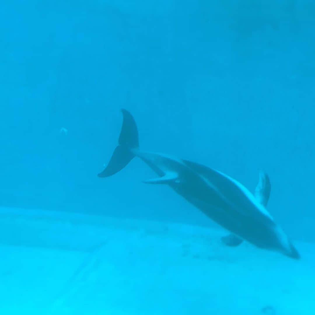 のインスタグラム：「#イルカ #水族館 #dolphin #aquarium #clever #swimgood」