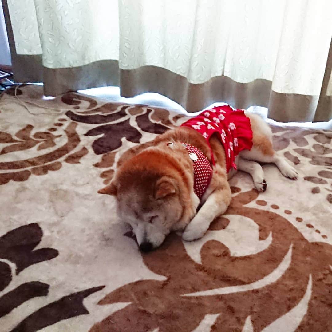 柴子さんのインスタグラム写真 - (柴子Instagram)「おはようございます。 柴子(仮名)さん、起きて！ 散歩行くよー！ #柴犬　#shibainu #shibastagram」6月6日 8時00分 - senogawadogs