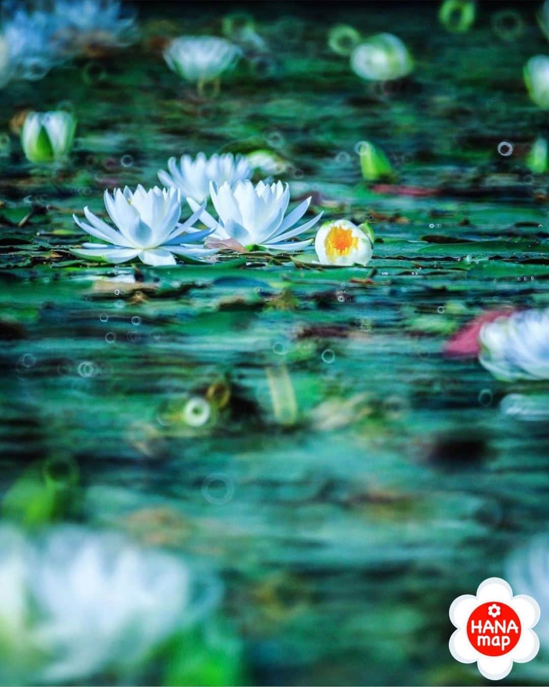 はなまっぷ❁日本の花風景さんのインスタグラム写真 - (はなまっぷ❁日本の花風景Instagram)「🌸はなまっぷ🌸 * @___h.joyeuxnoel.k___ さんの  花のある風景に花まるを💮 * ぷくぷくと水の音まで聴こえてきそうな涼しげな睡蓮をありがとうございます😊🌸 * * 🌼スイレンの花言葉📝🌼 純粋な心、信頼 * 見頃を過ぎている場所もご紹介しています。お出かけの際はHP等で最新の情報をご確認くださいね🙏🌸 * 🌸•••🌸•••🌸•••🌸•••🌸•••🌸 * いつも素敵なお花をありがとうございます😊 日本の花のある風景にタグ付けしてください🌸 お花があれば何でもOKです💓 * #はなまっぷ * #日本の美しい花風景#花のある風景#花#花言葉#花畑#スイレン#睡蓮」6月6日 8時04分 - hanamap