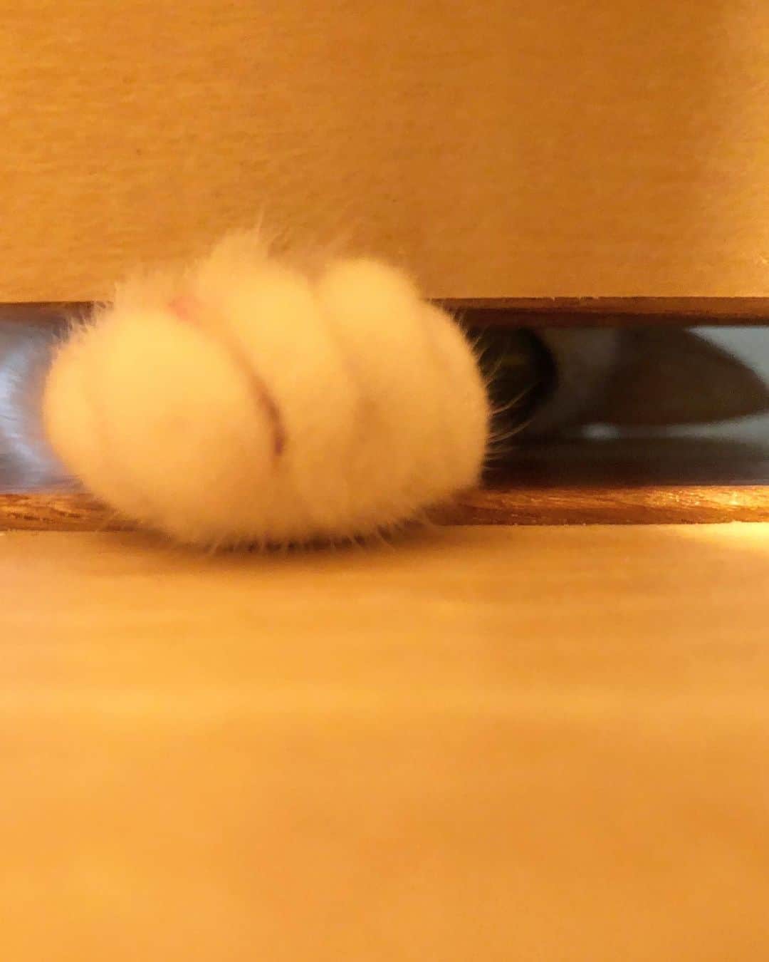 ホタテ＆クラム＆シラスさんのインスタグラム写真 - (ホタテ＆クラム＆シラスInstagram)「我が家の心霊現象  トイレに入ってると扉の外から白クリームパンを突っ込まれる。  #cat #neko #ScottishFold #猫 #ねこ #スコティッシュフォールド #catstagram #instagram #instagramjapan #ig_japan #igersjp」6月6日 8時13分 - msy1515