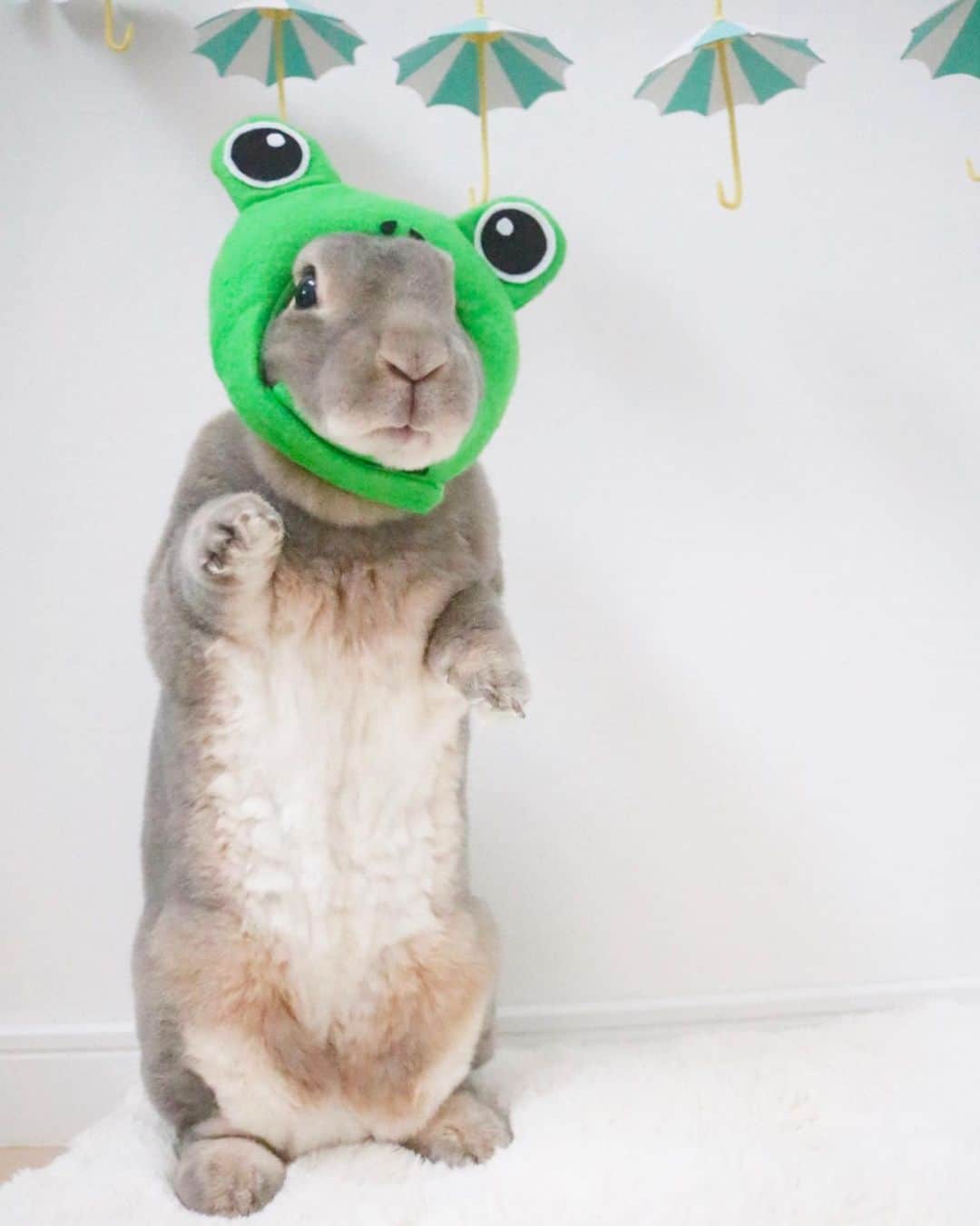Kayoのインスタグラム：「🐸 梅雨だピョん♫ 晴れてるけどねっ 🐸 🐸 山ちゃんおめでとー！ ひそかに好きだたよww 静ちゃんの涙になぜかもらい泣きww」