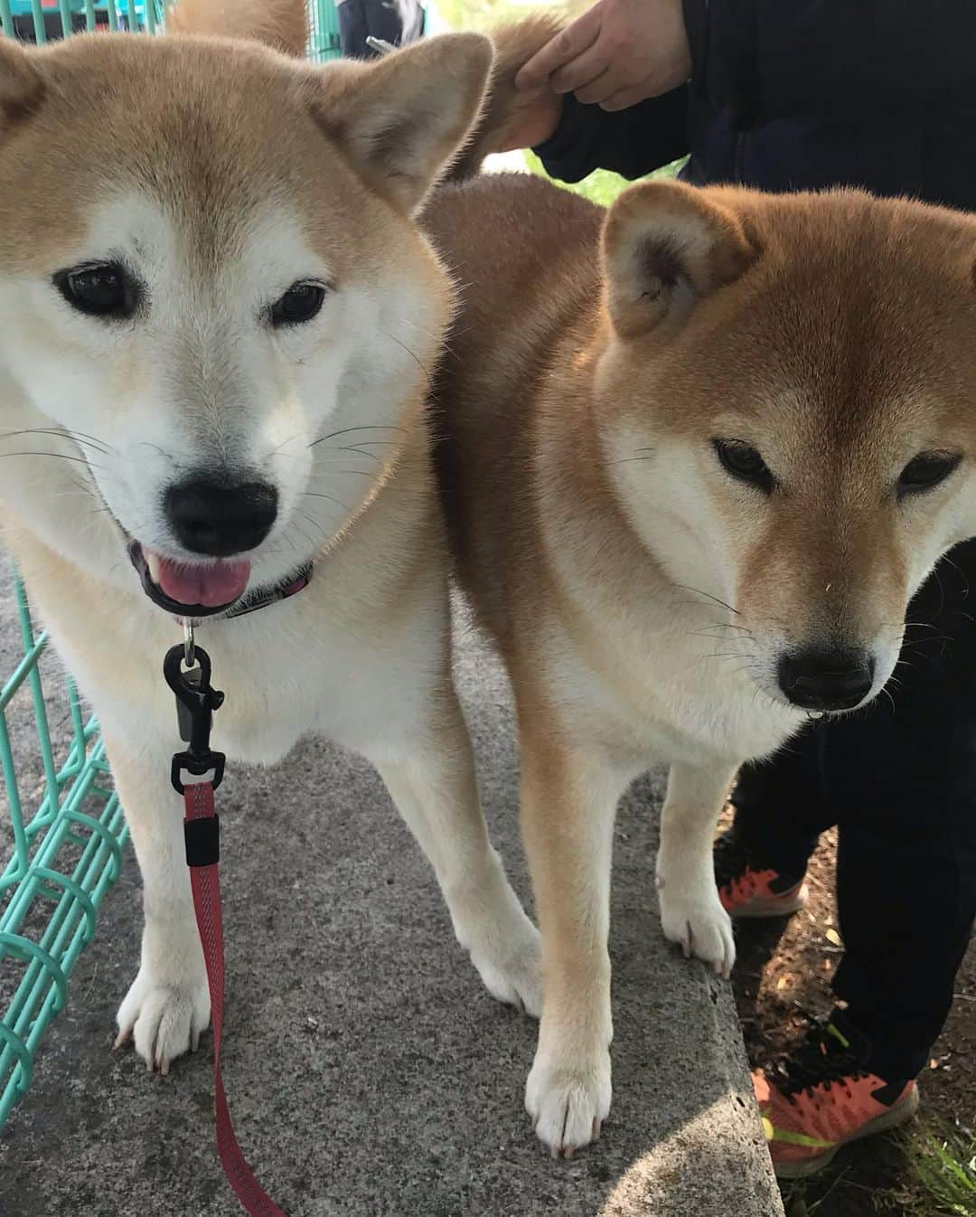 柴犬のモモさんのインスタグラム写真 - (柴犬のモモInstagram)「おはようございます。お散歩は楽しそうなモモさん。今朝はササミとヨーグルトを召し上がり、カリカリは食べませんでした #いぬ #イヌ #犬 #柴犬 #赤柴 #日本犬 #犬バカ部 #ふわもこ部 #いぬら部 #癒しわんこ #柴犬マニア #犬のいる暮らし #口角キュキュッと部 #shiba #shibainu #shibadog #dogstagram #dogsofinstagram #shibastagram #shibasofinstagram #shibamania #inu #instadog #toyota_dog」6月6日 8時39分 - shi_ba_i_nu_momo