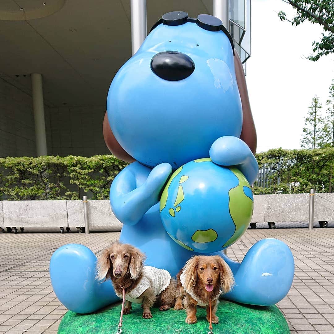 くるみんのインスタグラム：「* フジテレビのキャラクター、小犬のラフちゃん  #ミニチュアダックスフンド #ミニチュアダックスフント #ミニチュアダックス #イザベラタン #イザベラ #カニンヘンダックスフント #カニンヘン #カニンヘンダックス #カニンヘンダックスフンド #チョコタンダックス #チョコタン #ダックス多頭飼い #ダックスフント #ダックスフンド #ダックス #フジテレビ #湾岸スタジオ #dachshundgram #dachshund #dachshund_feature #all_dog_japan #east_dog_japan #dogstagram #instagramdog #instadachs #kyounodachs #todayswanko #7pets_1day #わんこなしでは生きていけません会 #短足部」