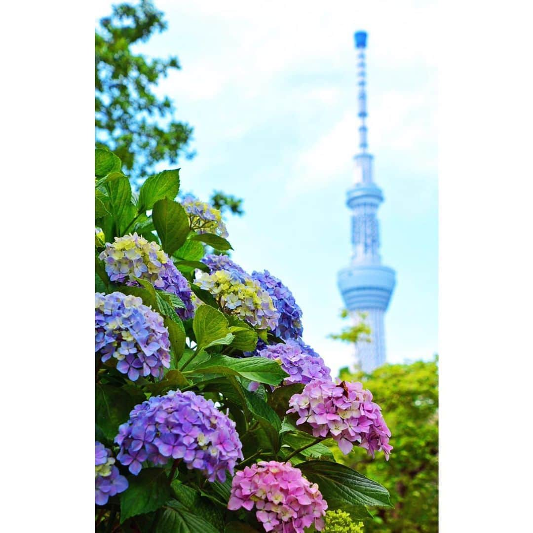 墨田区さんのインスタグラム写真 - (墨田区Instagram)「もう少しで梅雨入りか…☂️ 写真は近くで撮っていた人の構図を真似させていただきました。  #あじさい #東京スカイツリー　#スカイツリー　#skytree　#大横川親水公園 #梅雨　#梅雨入り #墨田区　 #すみだ　#sumida　#photography　#tokyo　#きれい　#follow　#いいね」6月6日 8時47分 - sumida_official