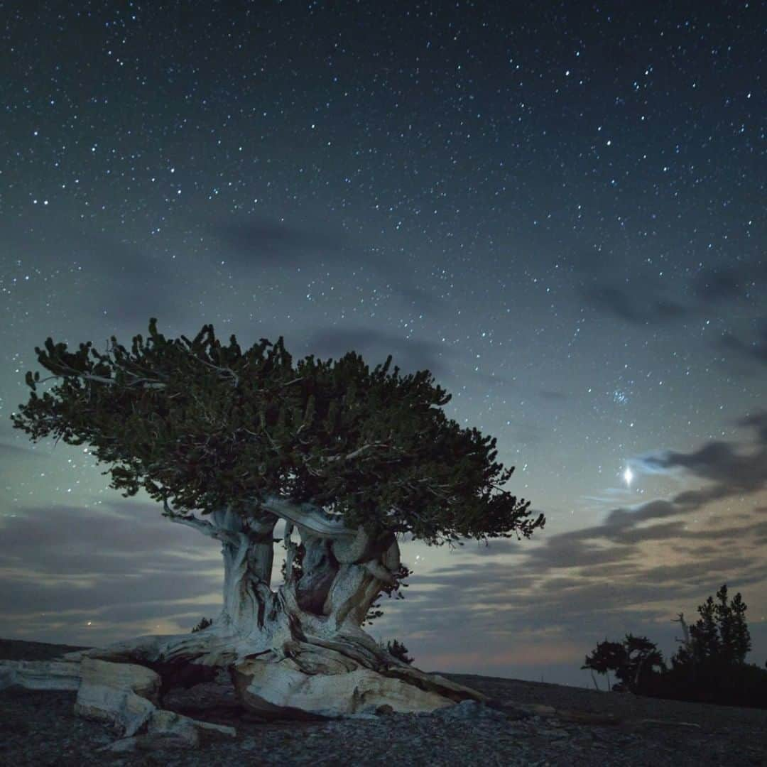 アメリカ内務省さんのインスタグラム写真 - (アメリカ内務省Instagram)「Walk among ancient bristlecone pines and enjoy the views from the 13,000-foot summit of Wheeler Peak at Great Basin National Park in #Nevada. From gorgeous mountain peaks to the mysterious subterranean passages of Lehman Caves, #GreatBasinNationalPark is a hidden gem and oasis for visitors. Find time to enjoy the solitude and wonder from a park that provides a dazzling #nightsky full of stars. Photo by the National Park Service. #FindYourPark #USinterior」6月6日 9時00分 - usinterior