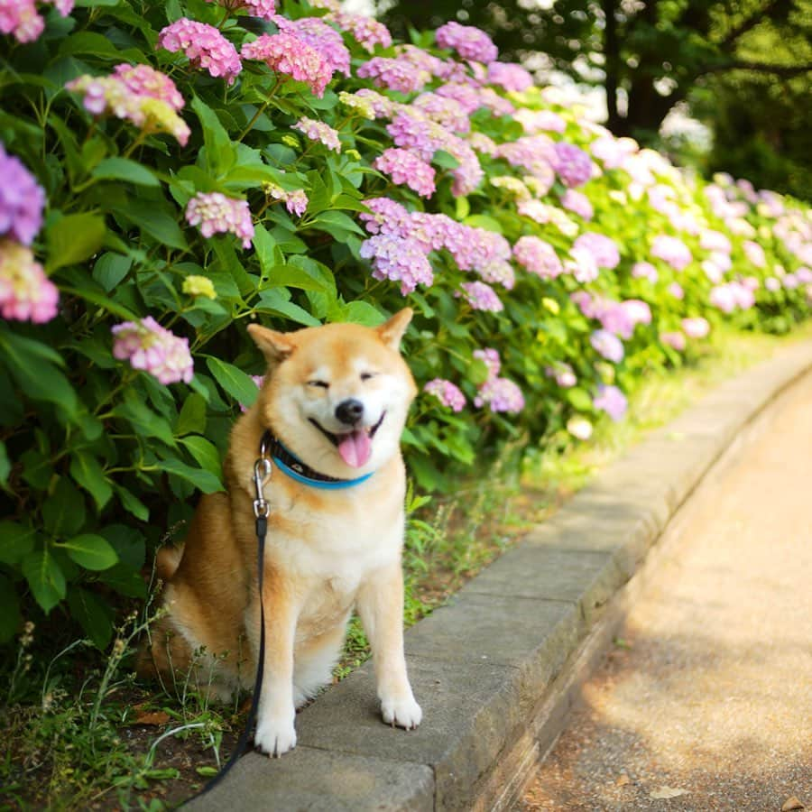 まる（まるたろう）さんのインスタグラム写真 - (まる（まるたろう）Instagram)「Good morning!!✨🐶✨おはまる〜(≧∀≦) この紫陽花コーナーはインスタ映えスポットじゃない？ #不忍池アジサイスポット #上野公園はそろそろ見頃ですね #紫陽花コーナー」6月6日 9時09分 - marutaro