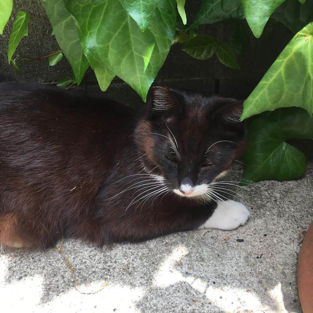 のインスタグラム：「暑くなるね、﻿ 行ってきます。﻿ ﻿ ﻿ #今日のかたち#上から見たら黒猫#chat#cat#サルボ恭子#kyokosalbot」