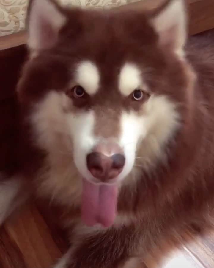 husky and malamuteのインスタグラム：「Dog will always be there with you.😍」