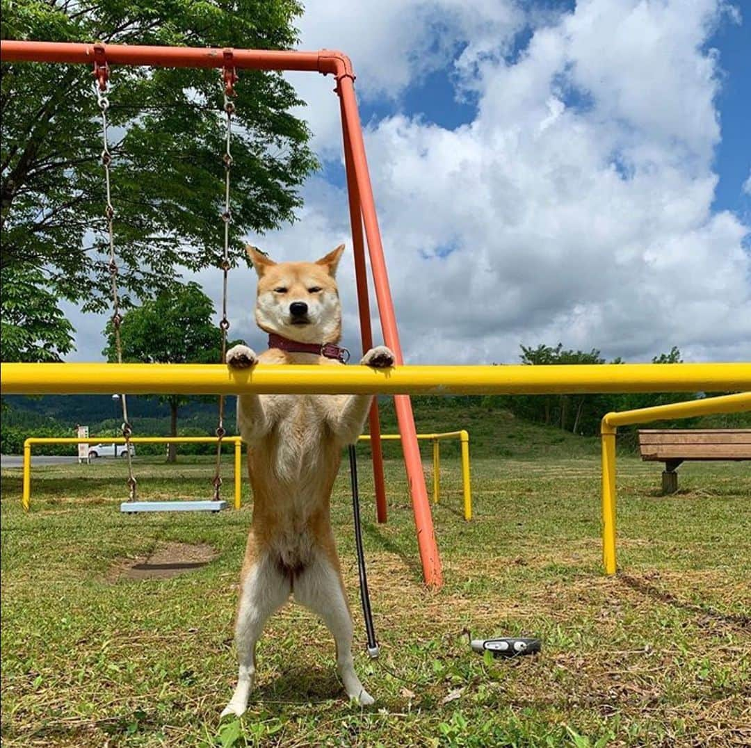 Petioさんのインスタグラム写真 - (PetioInstagram)「#ペティオ柴公園 写真投稿キャンペーン開催！ ねこちゃん・わんちゃん対象🐱🐶 ・ 『柴公園』の映画公開にちなんだうちの子の 「ゆる～い」癒しの写真投稿キャンペーン開催🤳 ・ ・ キャンペーンハッシュタグ『#ペティオ柴公園 』をつけて うちの子の「ゆる～い」癒し写真をInstagramに投稿すると 抽選で👑‪グランプリ‬に輝いた１名の方のお名前が 映画『柴公園』DVDのエンドロールにクレジットされたり、 入賞された方にはPetioの『柴公園』にちなんだスペシャルセットをプレゼント🎁💕 ・ ・ 期間中、応募は何枚でもOK！ うちの子の写真をたくさん投稿して ステキなプレゼントをGETしよう✨ ・ ・ 🐶キャンペーン開催期間 2019年５月15日（水）～2019年6月17日（月）・ 🐱応募方法 ⚫︎InstagramでPetio公式アカウント［@petio_ ]をフォロー！ ⚫︎キャンペーンハッシュタグ『#ペティオ柴公園 』をつけて 　うちの子の「ゆる～い」癒し写真を投稿するだけ📸 ・ ・ ▼詳しくはTOPページのリンクから ・ たくさんのご応募、お待ちしています！！ ・ 『#ペティオ柴公園 』をつけて投稿すると、 ペティオの公式アカウントで紹介されるかも🌟 ・ #regram @shibainu_non ・ 🐶のんのん❤️ ﻿・ #ペティオ ﻿ #petio ﻿ #柴公園 #ペットモデル﻿ #写真投稿キャンペーン﻿﻿ #ふわもこ部﻿ #犬バカ部 #犬好き #犬ラブ #犬とお出かけ #いぬすたぐらむ #犬とお散歩 #﻿いぬとの暮らし #インスタドッグ #いぬ﻿ #犬 #イヌ #dog #わんこ﻿ #わんこ部 ﻿ #わんこのいる暮らし﻿ #わんこは家族﻿ #わんこカメラ部﻿ #わんこ写真﻿ #わんこのいる生活 ﻿ #犬好きな人と繋がりたい ﻿ #犬のいる暮らし﻿ #犬のいる生活」6月6日 9時51分 - petio_