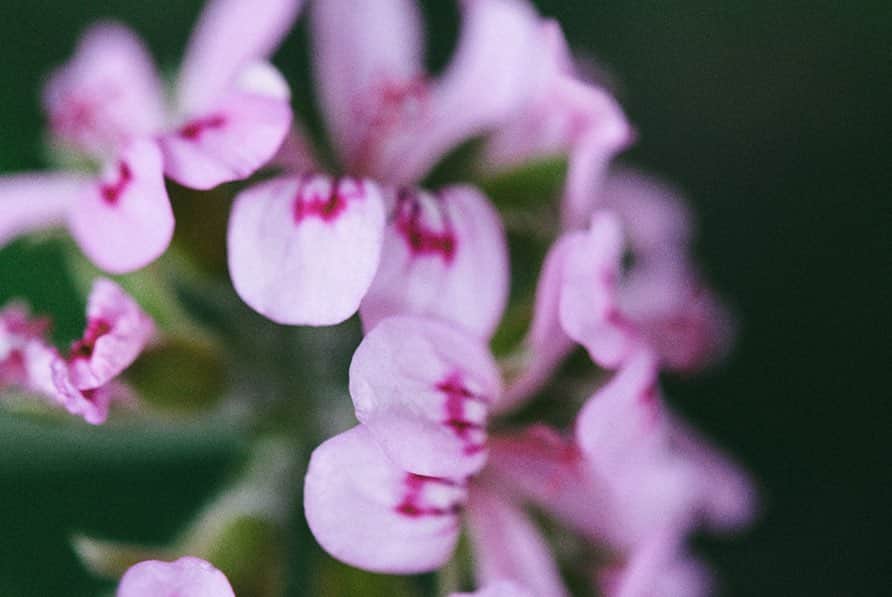 ORGANIC TABLE BY LAPAZさんのインスタグラム写真 - (ORGANIC TABLE BY LAPAZInstagram)「こんにちはLAPAZです😊  今日も気持ちのいい天気で１日がスタートしましたっ！  LAPAZの軒先の花壇に植えたゼラニウムにピンクで可愛らしいお花が咲き始めました😃🌸 華やかで可愛らしい花が咲くゼラニウムは御来店いただく皆様をお迎えいたします🌿  葉っぱを触ってもらうと、ゼラニウムの香りで癒されますよ☝️😉 ゼラニウムは古くからヨーロッパで栽培が盛んになり、ゼラニウムのアロマオイルは生活の中で欠かせない香りの一つです。 近くお越しの際は素敵な香りと可愛らしいお花をお楽しみくださいねっ！  photo by @a28photo  今日も素晴らしい一日をお過ごしくださいねっ！ HAVE A NICE DAY♪  #organictablebylapaz  #plantbasefood #plantburger  #whyvegan #veganjunkfood #naturalherbs  #tokyovegan #vegantokyo #SEASONALVEGETABLES  #veganfastfood #veganjunkfood #organic #tokyo #japan  LAPAZではスタッフを募集中です！詳しくはDMでお問い合わせください！ #lapazスタッフ募集中  #organiccraftbeer #biodynamicwine  #LAPAZスタッフ募集中 #パン製造経験あり  #バリスタ経験あり 詳しくはDMでお問い合わせください！」6月6日 10時02分 - organic_table_by_lapaz