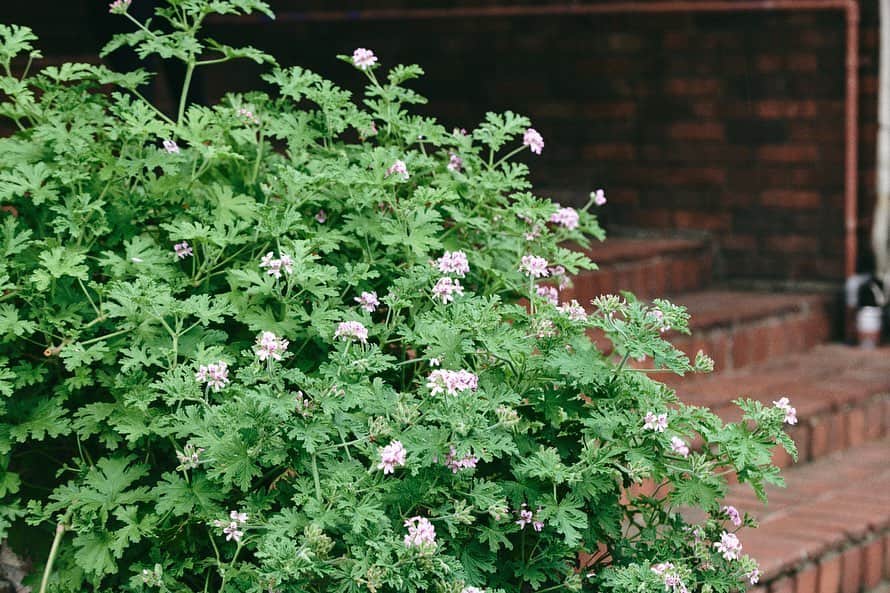 ORGANIC TABLE BY LAPAZのグルメインスタ