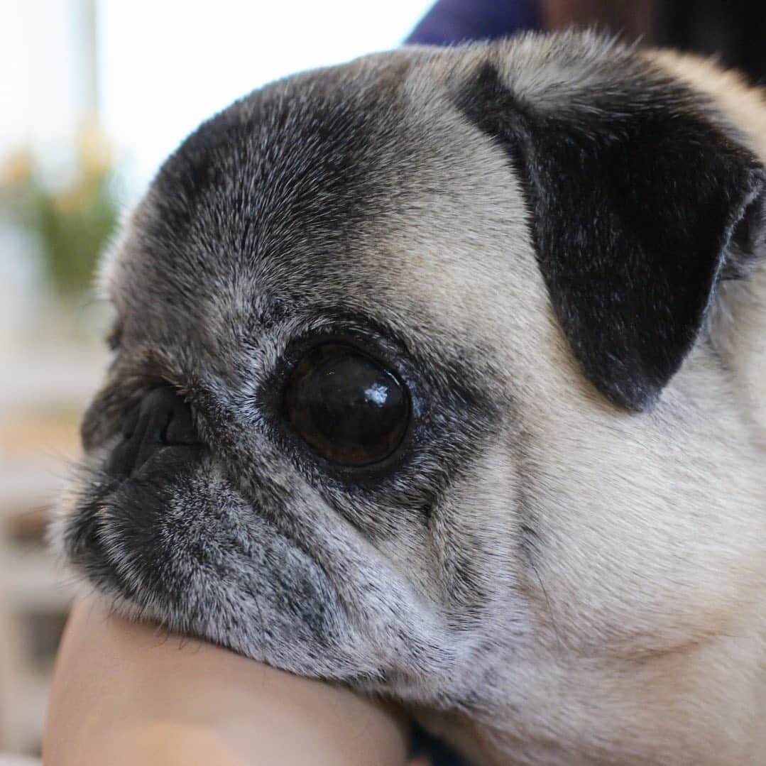 八兵衛のインスタグラム：「Hachibei🐶 * * たいらだよね。 * * #ほぼ黒パグ #おじいちゃん犬 #パグ #pug #puggy #puglife #puglove #petstagram #pugstagram #pugsofinstagram #pugs #dog #ふわもこ部  @igersjp #IGersJP #east_dog_japan #pecoイヌ部 #八兵衛 #はちべえ #朝ワンコ夕ニャンコ」
