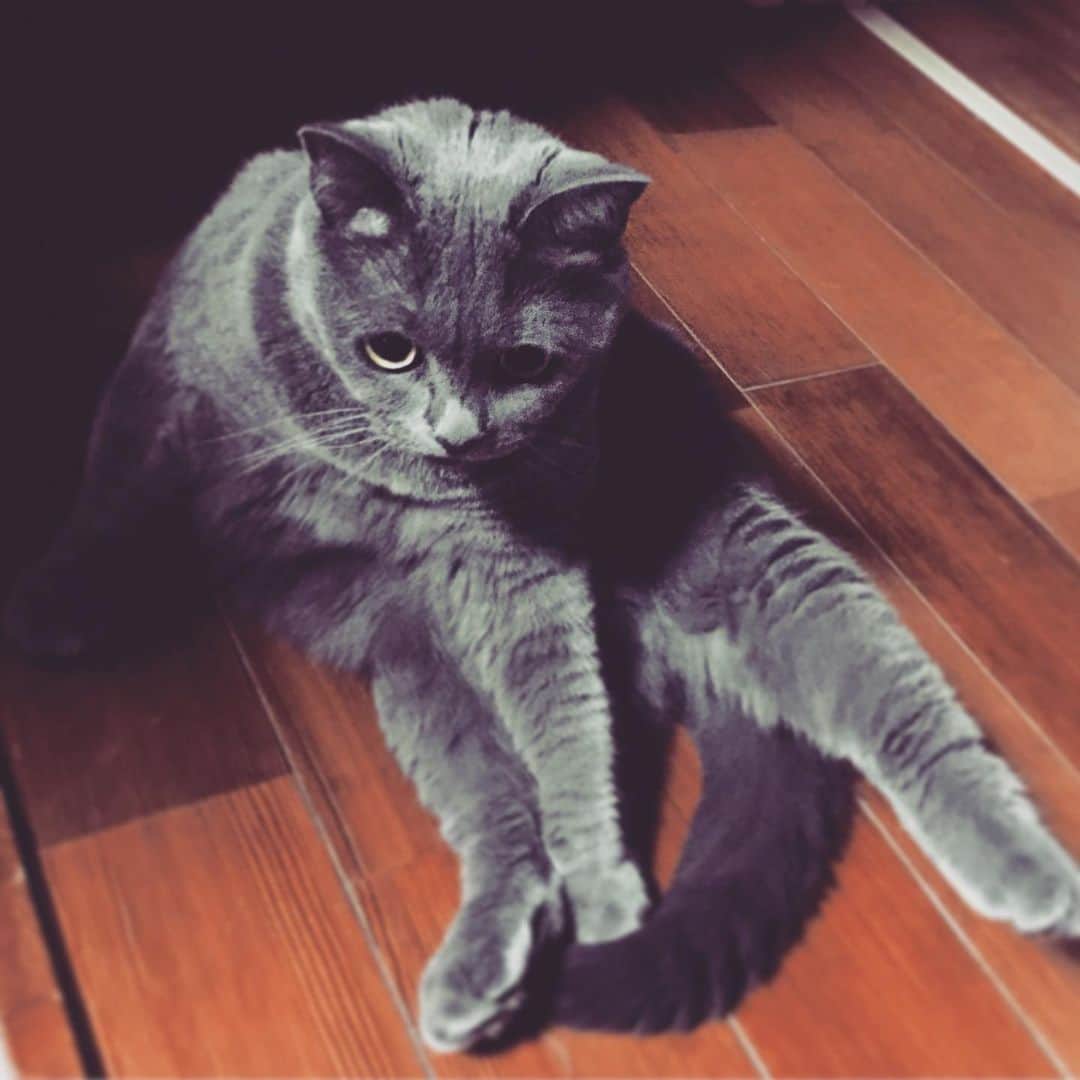 チキン南蛮カレーのルウ王子のグルメインスタ