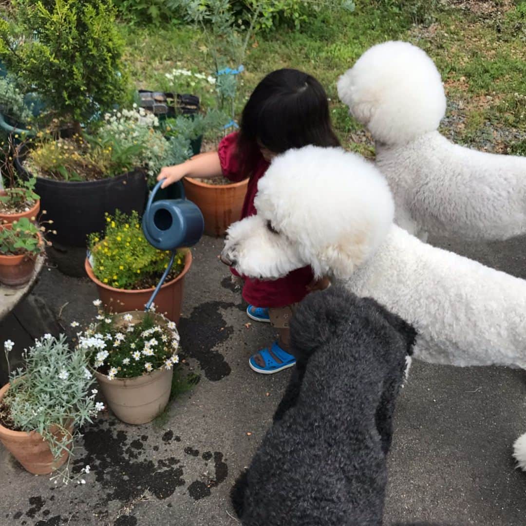 たまねぎさんのインスタグラム写真 - (たまねぎInstagram)「. .  まめちゃんのお手伝い。 玄関脇のお花に水やり。 四つ葉のクローバー発見！ なにかいい事あるかな(o^^o)💕 . . #standardpoodle #dog #lovedogs #poodlesofinstagram #スタンダードプードル #大型犬と子供 #poodle #dogstagram #east_dog_japan #いぬのいる生活 #もふもふ部 #わんこ部 #子どもと犬  #kidsanddog #ママリ #キズナ #コドモノ #いこーよ #いぬのきもち #犬と暮らす #いぬなしでは生きていけません #2歳 #terahana_made #四つ葉のクローバー #水やり」6月6日 10時21分 - tamanegi.qoo.riku