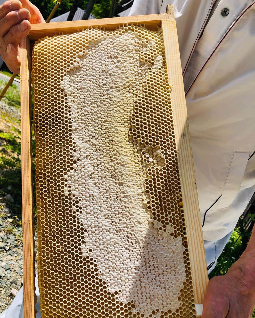 山人さんのインスタグラム写真 - (山人Instagram)「小田島はちろうさんの蜂蜜は山人の朝食で人気者。大きな巣板をいただきました。蜜たっぷりでとても重い。  A big and heavy honey boar. You can enjoy fresh premium honey at breakfast.  #はちろうさんのはちみつ #honey #honeyhunt #蜂蜜 #はちみつ #bee #freshhoney #winniethepooh #specialty #healthyfood #新緑の季節 #美味しい空気 #朝食の美味しい宿 #breakfast #todaysbreakfast #朝ごはん #朝食メニュー #朝食 #朝活 #朝の過ごし方 #goodmorning #山人 #yamado #蜂の巣 #西和賀町 #プレミアム #生産者の顔」6月6日 16時04分 - yamado.official