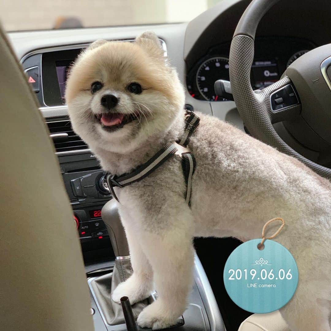 Ella Chuffyのインスタグラム：「Chuffy....with 1 cm fur as doctor recommended.  Small head long legs, he can be a model!!! 🤣🤣 . . . . . . . . . #ellachuffy #pet #petstagram #pomeranianpage #pomeraniansofinstagram #teacuppoms #cutedogs #pomeranian_lovers #pomeranianlife #pomeranianworld #teddybeardog #pomeranian #puppylove #aplacetolovedogs #dogoftheday #justpomeranians #fluffypack #dogoftheday #anmlsposts #thedailypompom #picoftheday #iflmdog #犬 #狗 #everydaydoglover  #pomeranianww #justpomeranians #bridgetdoodlesdogs #pomeranian_moments」