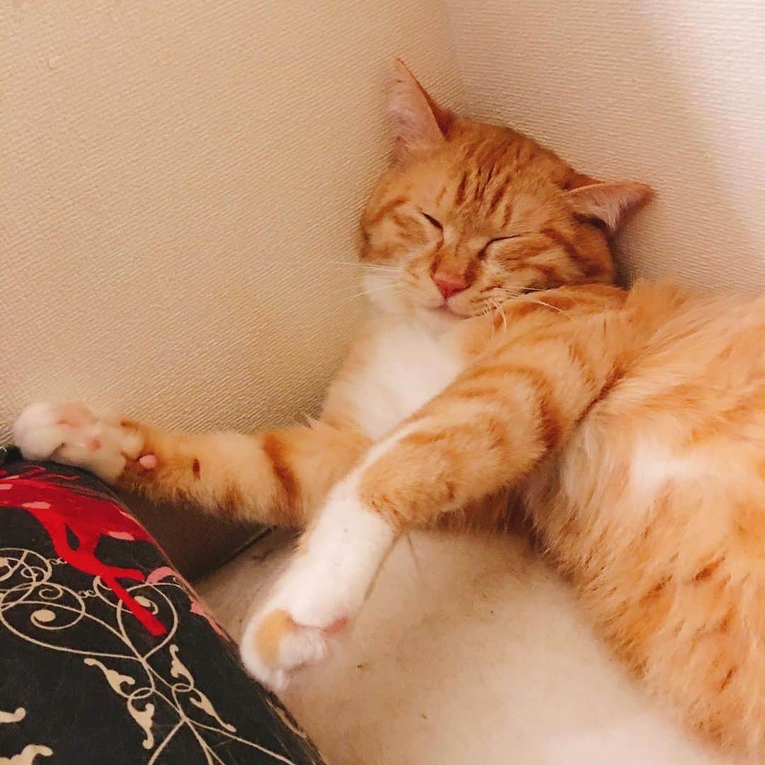 金巻ともこさんのインスタグラム写真 - (金巻ともこInstagram)「不思議な姿勢で角におさまるチャイ。首痛くなんないの？ #kurohakuchai #tabby #orangetabby #cat #猫 #茶トラ」6月6日 10時46分 - tomotomoco