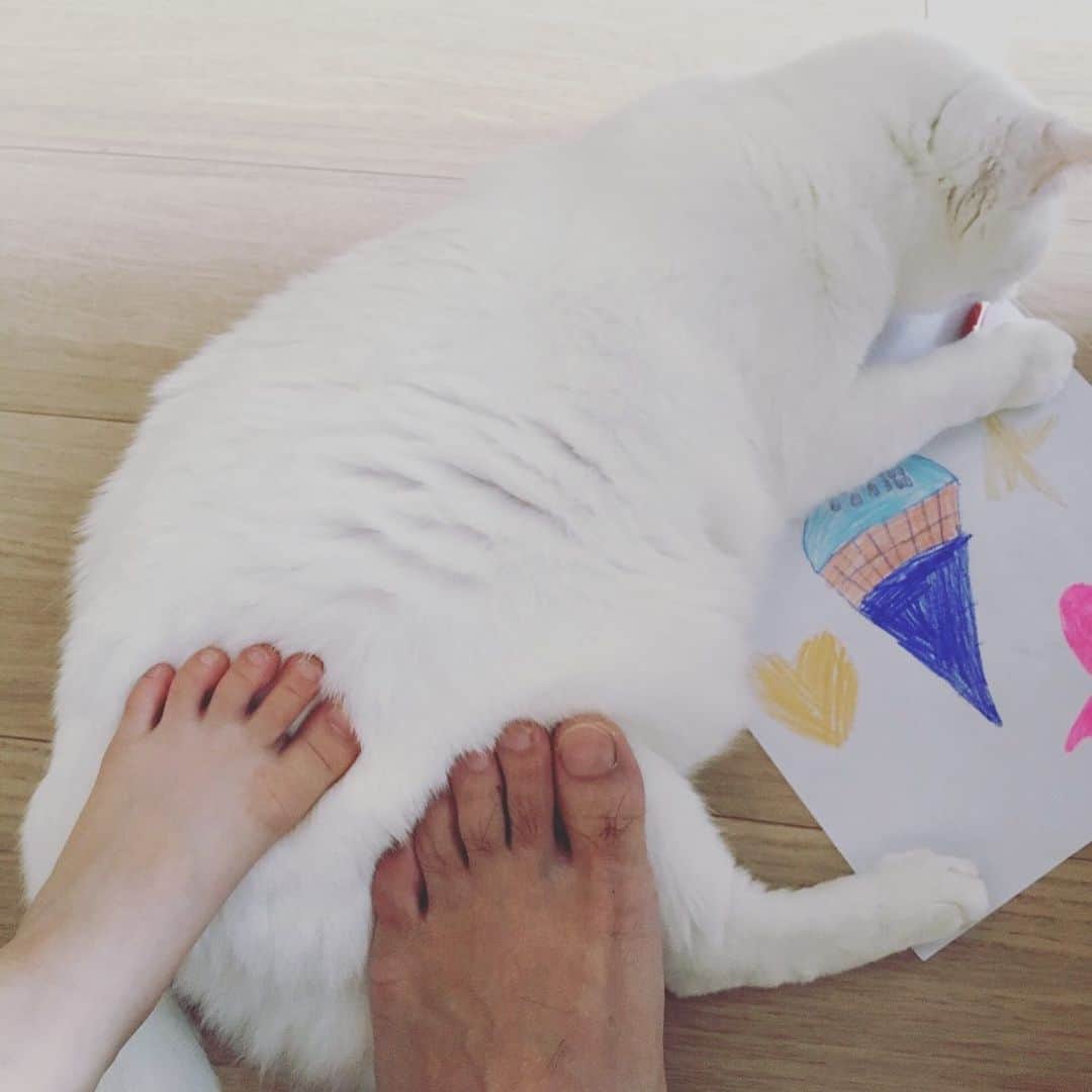 花津ハナヨさんのインスタグラム写真 - (花津ハナヨInstagram)「夫と5歳児も足で猫を愛でる。  #足フェチ猫 #白猫」6月6日 10時48分 - 872874