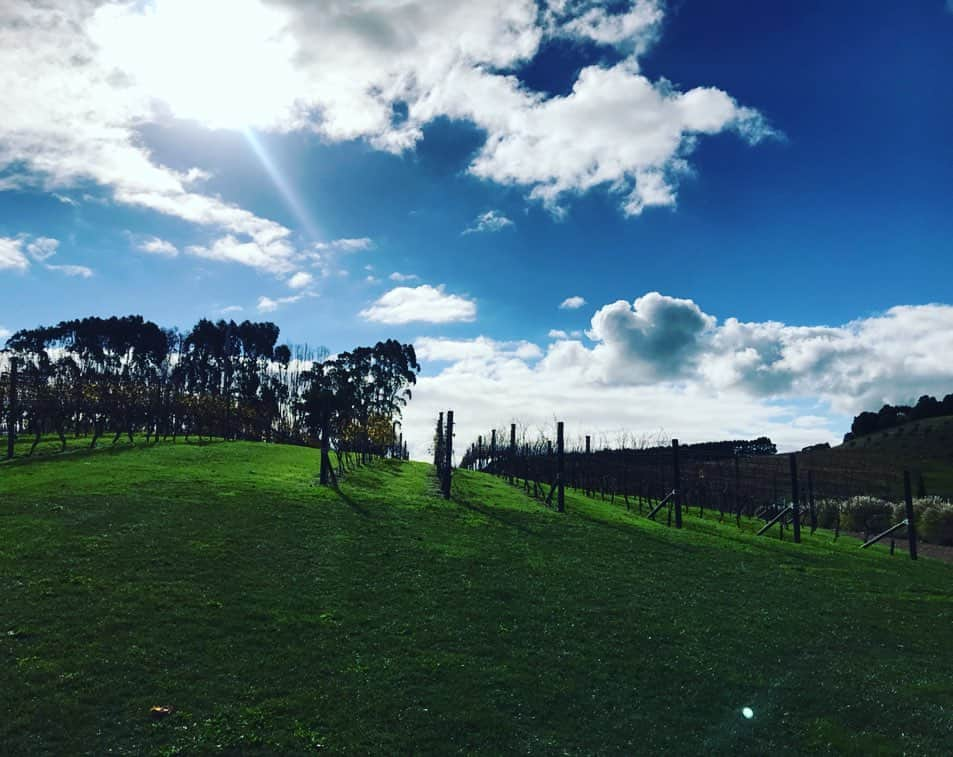 原田佳奈さんのインスタグラム写真 - (原田佳奈Instagram)「・ ・ 【ワイヘキ島旅レポ】  ワイヘキ島にはたくさんのワイナリーがあって、どこもとってもオシャレで洗練されています。  ワイヘキ島に住む友達が、彼女自身がワイナリーで葡萄を作る仕事をしているので、行くべきワイナリーをいくつかチョイスして連れて行ってくれました。  たまたまワーホリで来ている日本人ガールがいて、日本語で説明してくれた☺️ #cablebayvineyard #mudbrick  #stonyridgevineyard #alibi #tasting #ワイヘキ島 #waihekiisland  #newzealand  #ワーホリニュージーランド  #ワイナリー巡り #ワイン好き」6月6日 11時01分 - kanaharada1211