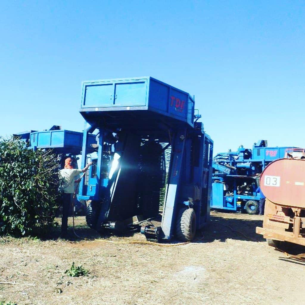 LOHACO（ロハコ）さんのインスタグラム写真 - (LOHACO（ロハコ）Instagram)「＜人気アイテム report☕＞ ロハコ限定ダラゴアコーヒーコラム 第3段！． ． 大切に育てていたコーヒーの実が大きくなり、5月下旬から収穫が始まりました！🍃 ﻿ ダラゴア農園の収穫では、人の手以外に機械も導入しています。とてもユニークな仕組みで、機械がコーヒーの樹にまたがって振動を与え、樹から取れやすくなった熟した実を収穫していきます。 ﻿ 広大な農園で収穫量も多いので、収穫時期を逃さないために機械を導入して品質向上を目指しているそう。 ﻿ ブラジル屈指のコーヒー農園が広がるからこその収穫方法ですね😊 ﻿ ＿＿＿＿＿＿＿＿＿＿＿＿＿＿ ． ﻿ ▼Instagramで紹介した商品の詳細は プロフィール @lohaco.jp から♪ ﻿ ▼商品のURLはこちら https://685.jp/2ZeiYGn． ＿＿＿＿＿＿＿＿＿＿＿＿＿＿＿ ﻿ #ダラゴアコーヒー #コーヒー #coffee #ロハコ限定 #収穫 #コーヒー好き #冷コーヒー #水出しコーヒー #dalagoacoffee #コーヒー好きと繋がりたい　#アイスコーヒー #なんでもロハコ #ロハコ #LOHACO #暮らし #くらし #lohacobyaskul #askul #アスクル」6月6日 11時17分 - lohaco.jp