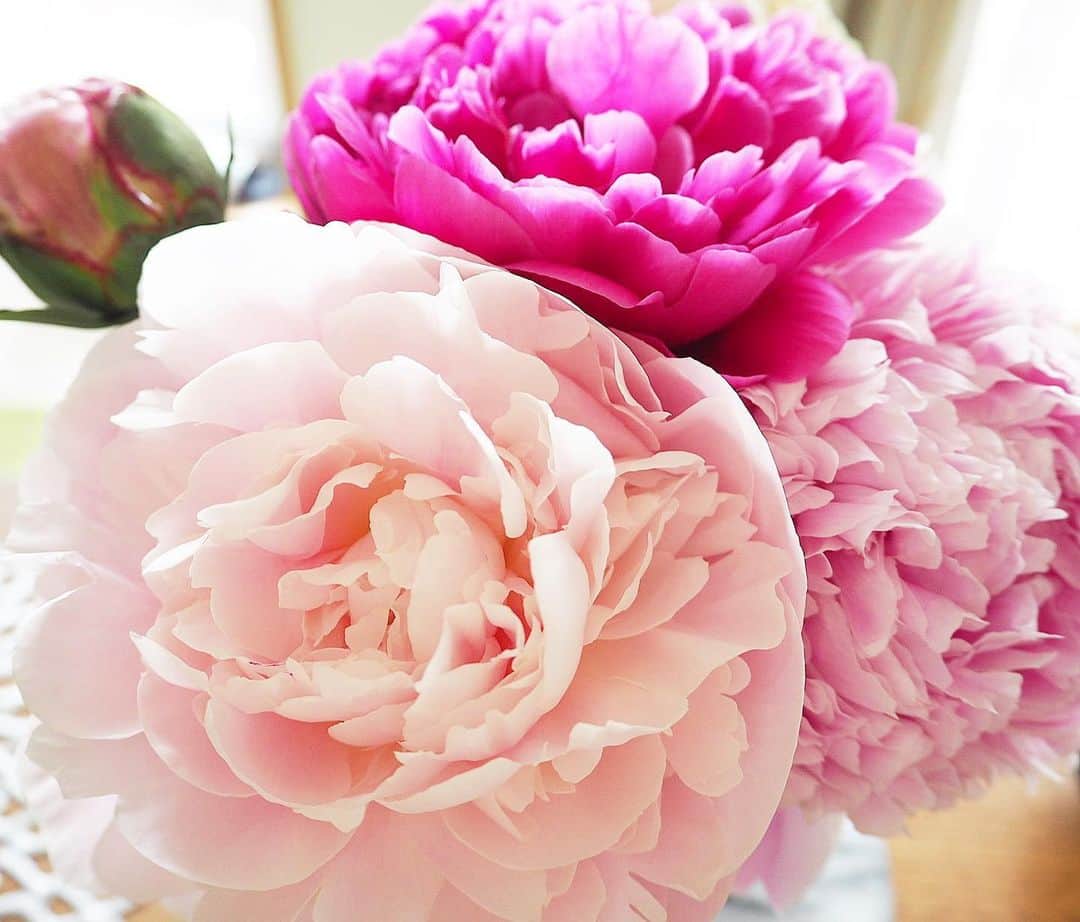 珠洲春希さんのインスタグラム写真 - (珠洲春希Instagram)「芍薬を足しました☺️❤️ 前回の白い芍薬さんは、やはりこのまま咲かずに終わりそうです…💧 この薄い綺麗なピンク色の芍薬が大好きです。 後ろの蕾も咲きますように…。 今日は暑い一日、熱中症にはくれぐれもお気をつけて下さいませ。 ＃花 ＃芍薬 ＃季節」6月6日 11時48分 - harukisuzu54