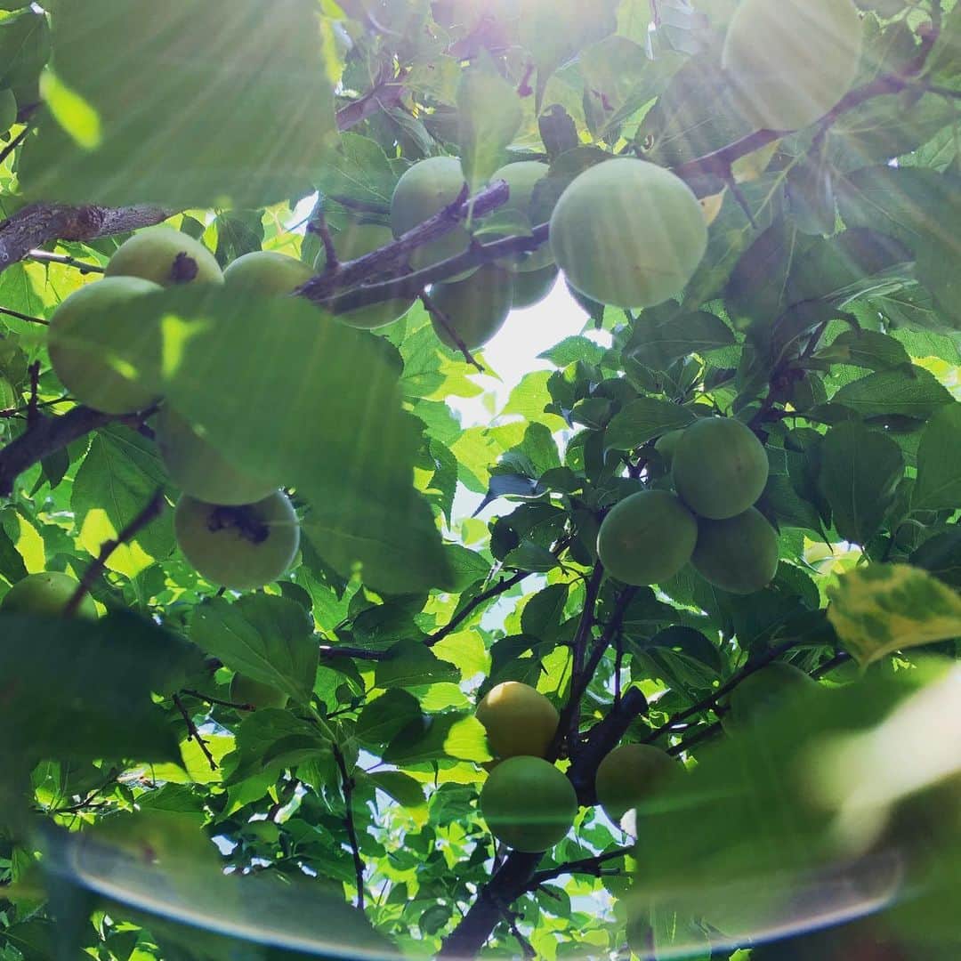齊藤美絵さんのインスタグラム写真 - (齊藤美絵Instagram)「ユニバビルの向かいにある 母の実家で梅の実収穫中。  今年は、実が立派✨✨✨ 梅のイイ香り。  来年は、マナビルプロジェクトで 収穫して、皆んなで梅仕事出来たらいいな。  強い陽射し。 夏、始まる。  #大分上野マナビルプロジェクト #大分 #上野 #梅 #収穫 #陽射し #夏 #祖母から受け継いだこと #おおいた県 #howtobeawesometoday #ミセスユニバ #ナチュラルビューティスタイリスト #ツタエルヒト。」6月6日 11時51分 - saitomie