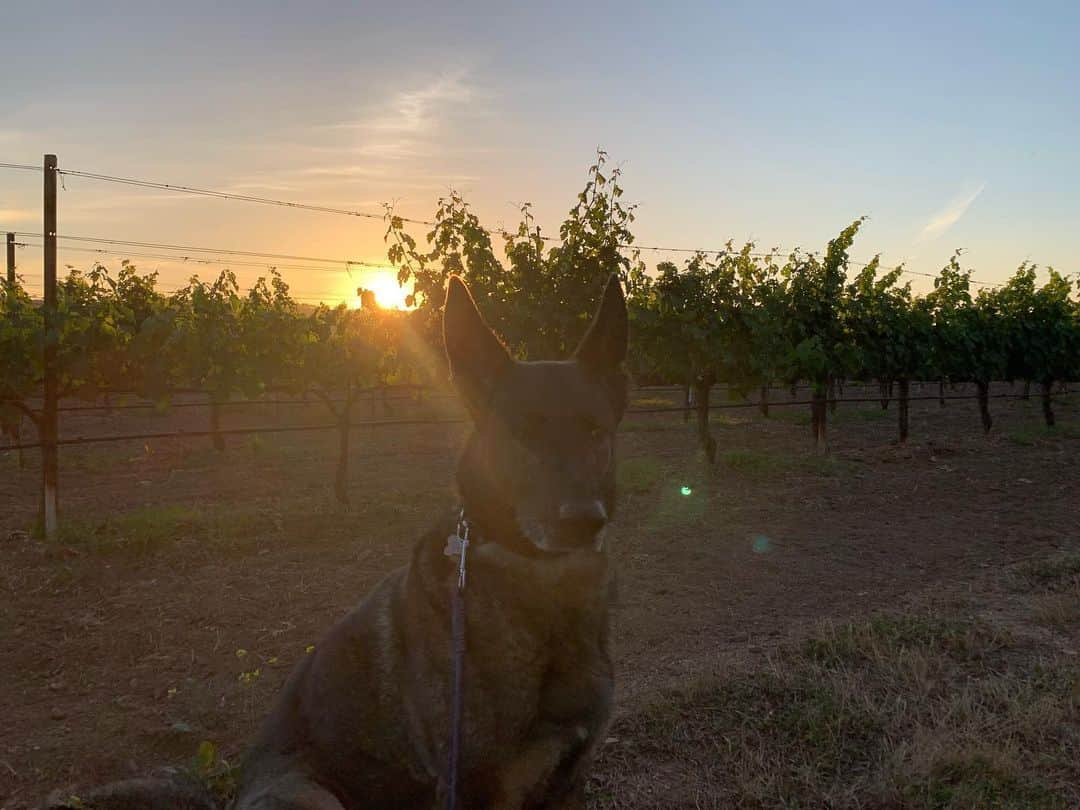 シャナン・ドハーティーさんのインスタグラム写真 - (シャナン・ドハーティーInstagram)「In our happy place. Long walks thru the vineyards. Wine by the outdoor fireplace. I feel so blessed to have a place that brings me such serenity」6月6日 11時55分 - theshando