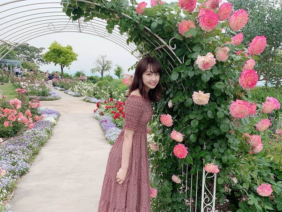 加藤夕夏さんのインスタグラム写真 - (加藤夕夏Instagram)「﻿ ピンクの綺麗な薔薇〜🥺🌹﻿ ﻿ アーチになってるの可愛過ぎた〜🌹﻿ ﻿ 久々の #うーかとデートなう みたいですね☺️💭笑﻿ ﻿ ﻿ ﻿ ﻿ #滋賀﻿ #柳が崎湖畔公園﻿ #イングリッシュガーデン﻿ #花 #Flower #薔薇 #rose﻿ #うかしふく﻿ ﻿」6月6日 12時13分 - uuka_nmb