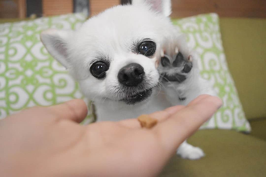 PECO いぬ部さんのインスタグラム写真 - (PECO いぬ部Instagram)「. 「はいは～い🙋‍♀️」 #元気よく #お返事するのは #白くまのくーちゃん！？ #ではなくて… #チワワのくーちゃんでした😍💕 #regram：@coo724  素敵な写真を投稿してくださったのは…﻿ @coo724 さん 他にも素敵なお写真がたくさんあるので、ぜひ遊びに行ってみてください♪﻿ ﻿ #pecoいぬ部 をつけて投稿すると…﻿ PECOで楽しくご紹介させていただきます🐧」6月6日 12時14分 - pecodogs