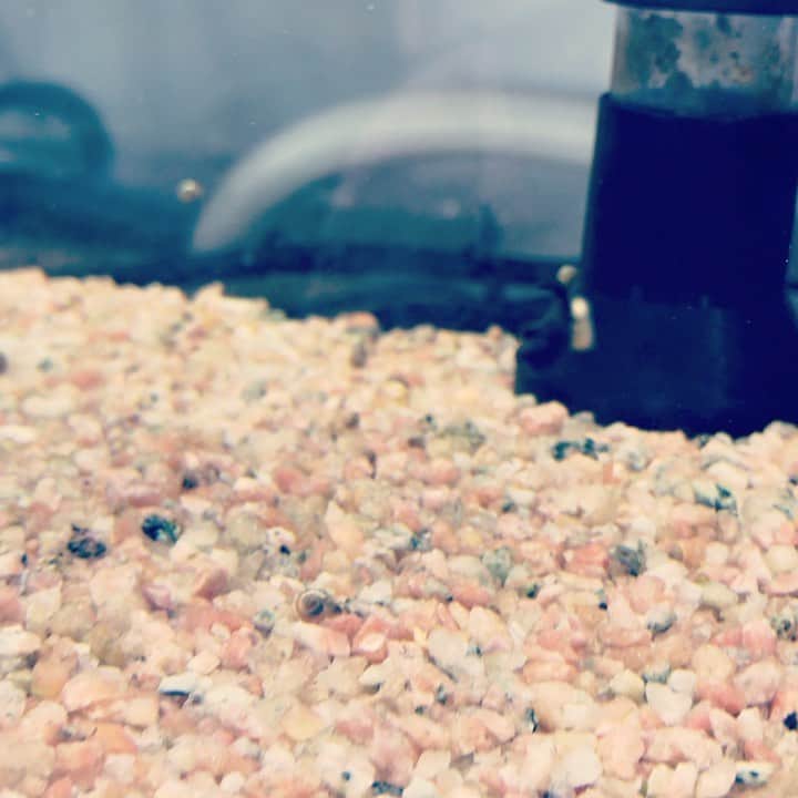 ただすけのインスタグラム：「ラムズホーンの大冒険 癒されたので、今日のポンすけも頑張りまーす 池袋でお待ちしてますね #今日のメダカ #今日のラムズホーン」