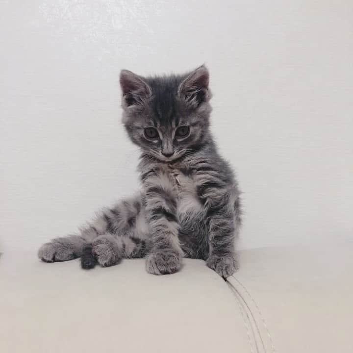 サニー のインスタグラム：「후추야......... 졸리면 그냥 자~~ㅋㅋㅋㅋㅋㅋㅋㅋㅋ 애기들은 왜 졸린걸 참는걸까... #노는게제일좋아 #잘시간도아까워요 #후추」