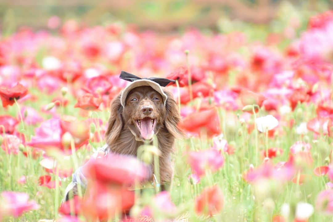 etsukoさんのインスタグラム写真 - (etsukoInstagram)「* 2019.06.06 アカノセカイ * * * 🐶💬 『風にそよそよ 揺れてたですよ(๑ˇεˇ๑)•*¨*•.¸¸♪』 * * * 👧💬 『うんうん！気持ちよかったね🌿🌿🌿🌼🌿🌿🌿』 * * * #アロハと花巡り2019  #ポピー #ポピー畑 #あろまっぷ #ミニチュアダックスフンド #ミニチュアダックス #ダックスフンド #ダックス #チョコソリッド #ワンコなしでは生きて行けません会 #犬のいる暮らし  #miniaturedachshund #miniaturedachs #dachshund #sausagedog  #east_dog_japan #todayswanko #wp_flower #instadog #alohahappy🐶 * * *」6月6日 13時08分 - aloha_with_etsuko