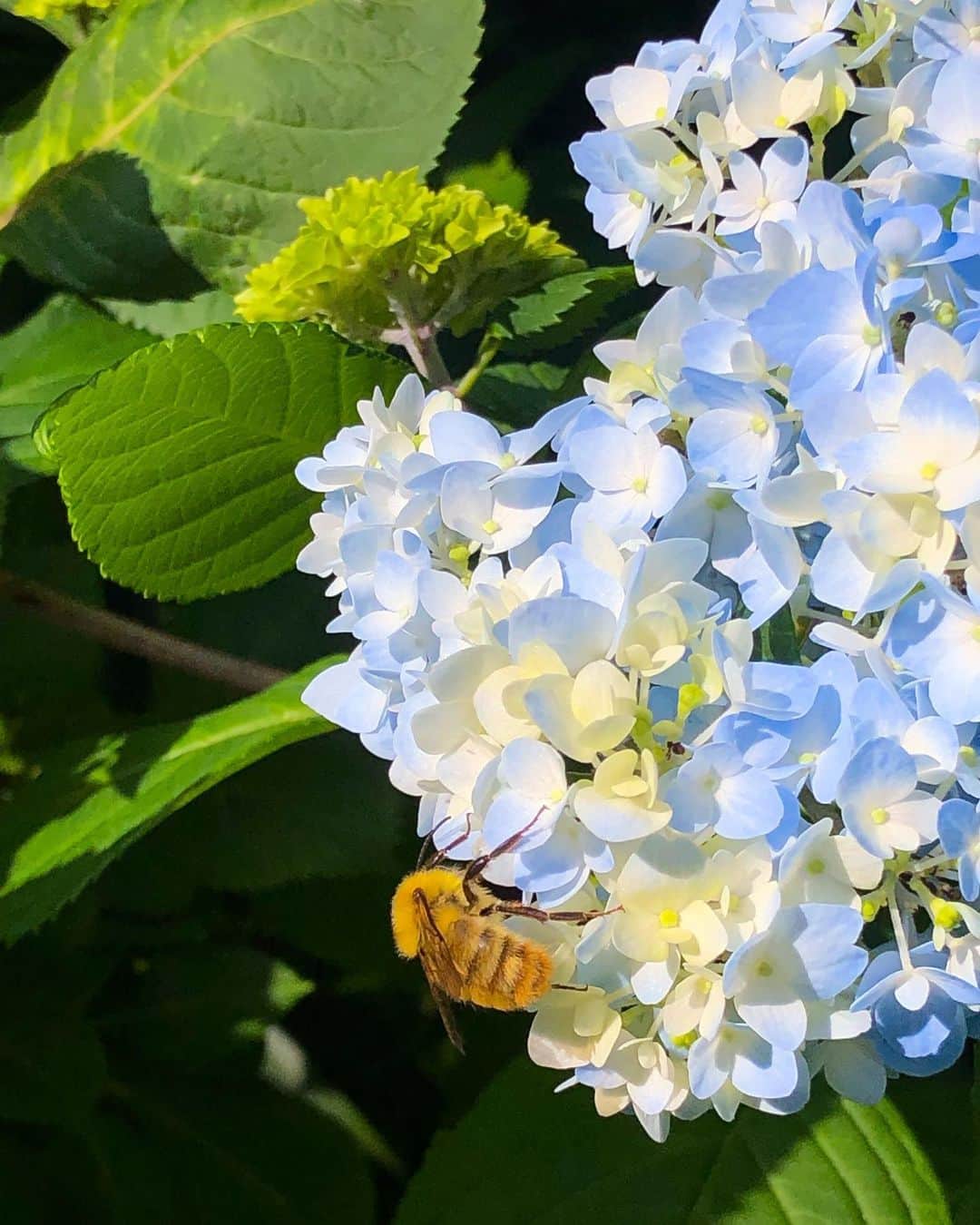 直井由文さんのインスタグラム写真 - (直井由文Instagram)「Hydrangea & Bee.」6月6日 13時32分 - boc_chama_9
