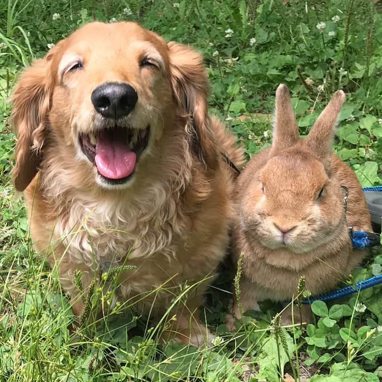 Chieko Shibutaさんのインスタグラム写真 - (Chieko ShibutaInstagram)「たろー🐶&うじゃこ🐰地方☀ 涼しいうちに あさんぽ🌿 たろー！ 朝から　絶好調💚ですね✌🐰☆ 💕✨🐶🍀🐰✨💕 #dachshund #dachshunds #dachshundlove #dog #dogs #doglove #instadog #instagram #instagood #pet #pets #petsagram #cute #cutepe #cutepet #cutedog #cuteanimals #likes #09076999576 happy #smile #rabbit #ラビット #ミニュチュア #ミニュチュアダックス  #ミニュチュアダックスフント #うさぎ部 #うさぎ #ダックス #ダックスフンドロングヘアー#ねざーらんどわーふ」6月6日 14時23分 - chieko.81