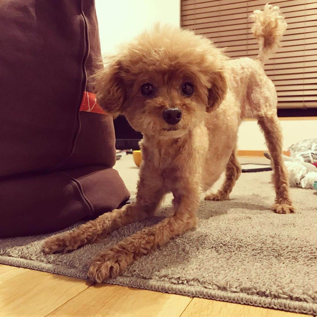 石川龍のインスタグラム：「同じ犬とは思えないくらいの変わりっぷり。 サマーカット完了。 #まめきち #トイプードル #トイプードル女の子  #toypoodle  #サマーカット #summercut」
