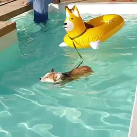 DogsOf Instagramのインスタグラム：「“Corgo fitness pool program 😂” writes @samcorgi  #dogsofinstagram」