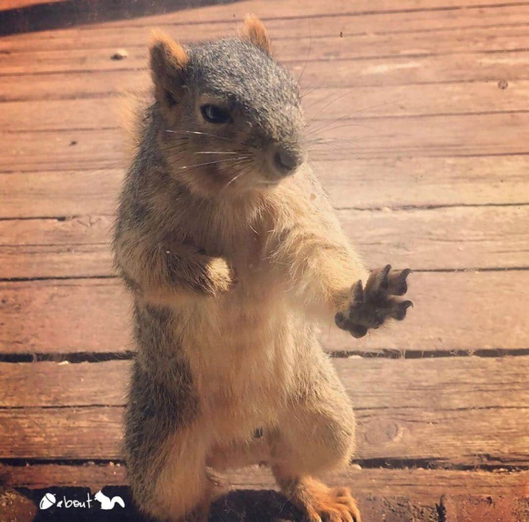 エイミー・セダリスさんのインスタグラム写真 - (エイミー・セダリスInstagram)「#Repost @nuts_about_squirrels ・・・ .@figtree_squirrel . . Squirrel: Fox (Sciurus niger) Location: USA 🇺🇸 . . . 👉🏻 Posted by Lee @vlj_photography . 🌍 Please support our new venture! @Nuts_About_Nature_ Posting Top quality photography whilst promoting the conservation of our beautiful world of nature!🌳 #nuts_about_nature . . #figtree_squirrel_nas . . ✨ Part of the Nuts About Team ©️ @Nuts_About_Wildlife 🦌 &  @Nuts_About_Birds 🦉 for lots of fun photos ✨ •••••••••••••••••••••••••••••••••••••••••••••• cc  @cowpi32 @mfw_wildlife  @pjlvr @mr_eichhorn_the_squirrel @Keerpryz @vlj_photography . - #backyard_dreams #shots_of_animals #all_animals_addiction #gorgeous_animal_ #nature_perfection #world_bestanimal  #gs_animal  #animal_sultans #live_love_wildlife  #animal_captures」6月6日 23時45分 - amysedaris