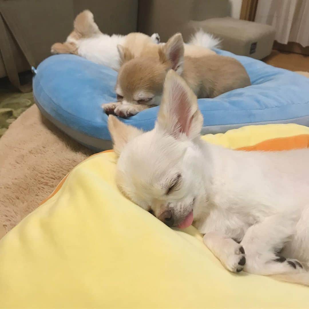 ∞maki∞??????さんのインスタグラム写真 - (∞maki∞??????Instagram)「2019.6.6 フワ♡ピノ♡サラ♡ ・ ・ 気持ち良さそうにねんね😌💤✨ 癒しでしかない💗💗💗 ・ ・ おやすみなさ〜い🌙 ・ ・ #ピノは近づくと何故かあんよぱっかーん😂🐾 #dog#Chihuahua#Chihuahualove#Chihuahualife#instaChihuahua#photooftheday#IGersJP#west_dog_japan#all_dog_japan#happy#cute#love#犬#愛犬#チワワ#ちわわ#ロングコートチワワ#多頭飼い#可愛い#癒し#幸せ#仲良し#Goodnight#おやすみ」6月6日 23時47分 - maki_dfpso