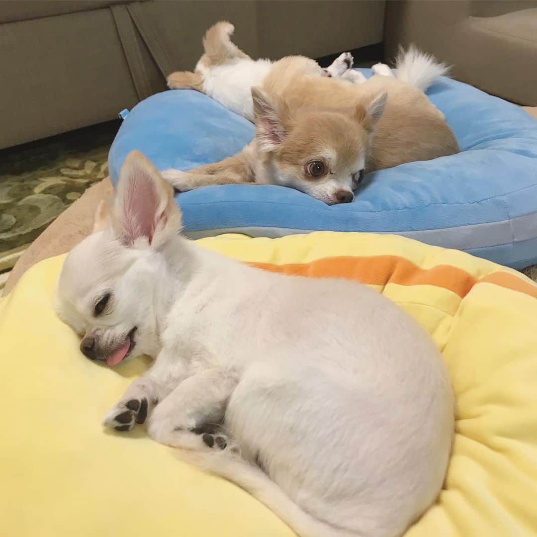 ∞maki∞??????さんのインスタグラム写真 - (∞maki∞??????Instagram)「2019.6.6 フワ♡ピノ♡サラ♡ ・ ・ 気持ち良さそうにねんね😌💤✨ 癒しでしかない💗💗💗 ・ ・ おやすみなさ〜い🌙 ・ ・ #ピノは近づくと何故かあんよぱっかーん😂🐾 #dog#Chihuahua#Chihuahualove#Chihuahualife#instaChihuahua#photooftheday#IGersJP#west_dog_japan#all_dog_japan#happy#cute#love#犬#愛犬#チワワ#ちわわ#ロングコートチワワ#多頭飼い#可愛い#癒し#幸せ#仲良し#Goodnight#おやすみ」6月6日 23時47分 - maki_dfpso